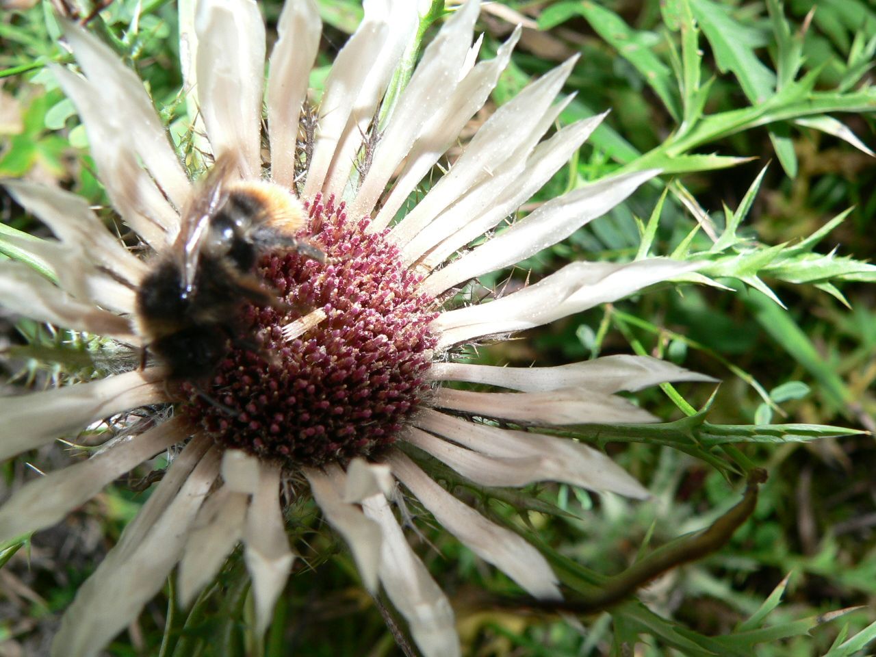 Silberdistel Ackerhummel 01 Silberdistel